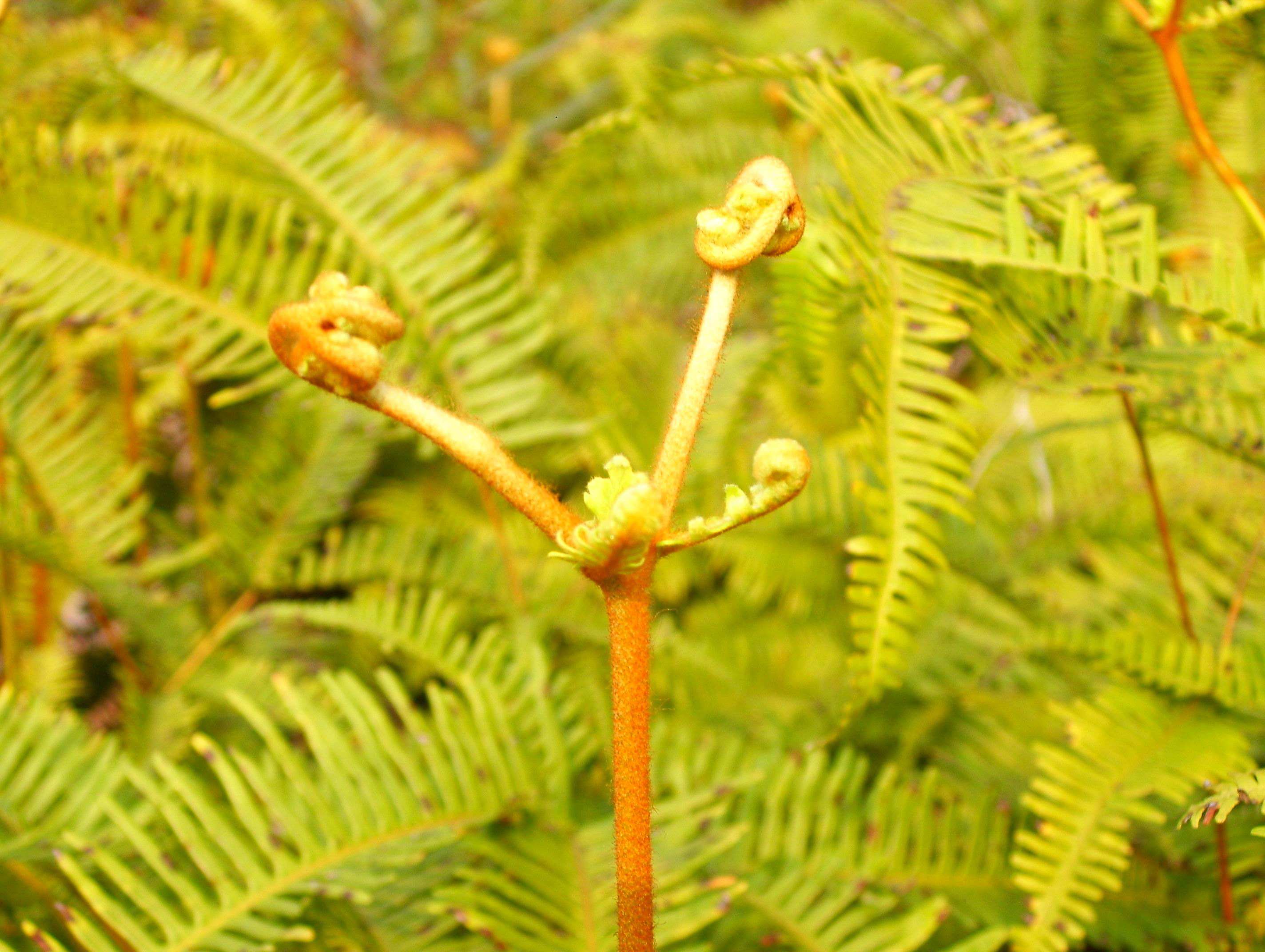 植物的种类有哪些 八大类别植物全解析