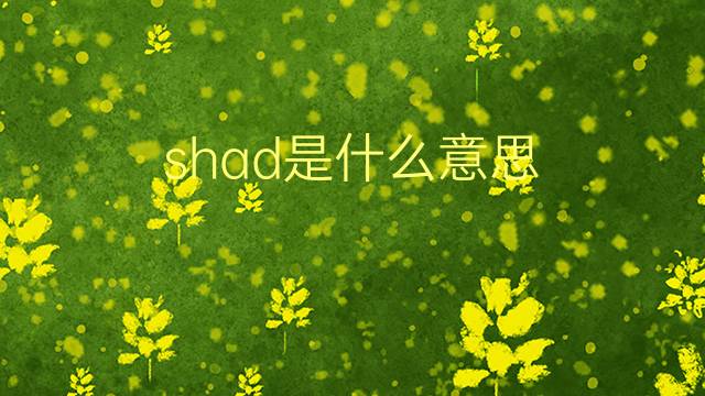 shad是什么意思 shad的翻译、读音、例句、中文解释