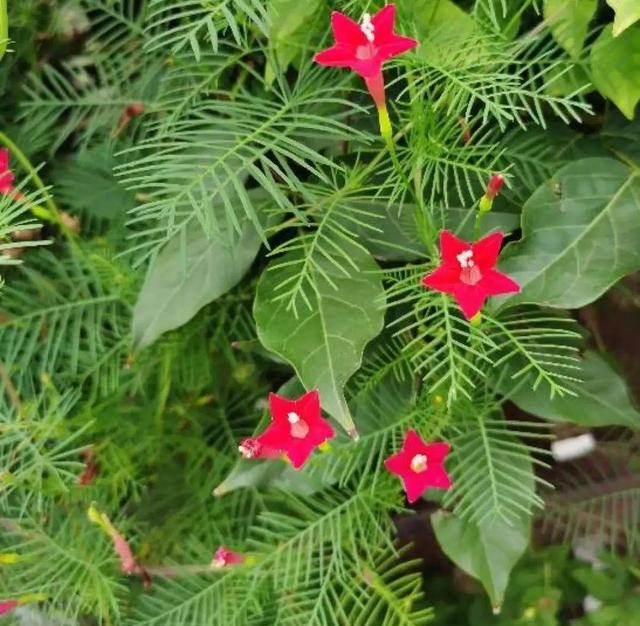 夏季有哪些花会开（这30种花在夏天开花）