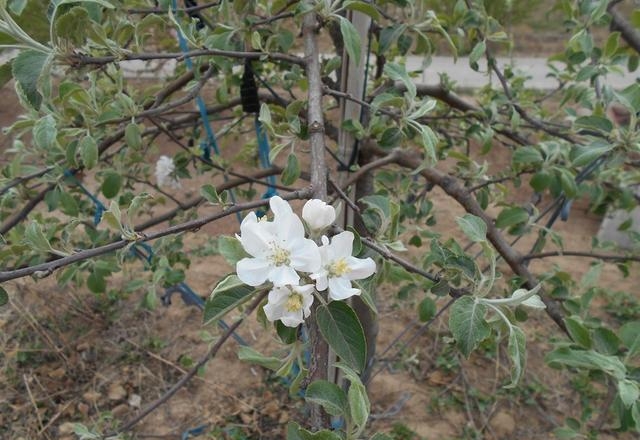 苹果开花期是几月份（苹果树花后病虫害防治要点）