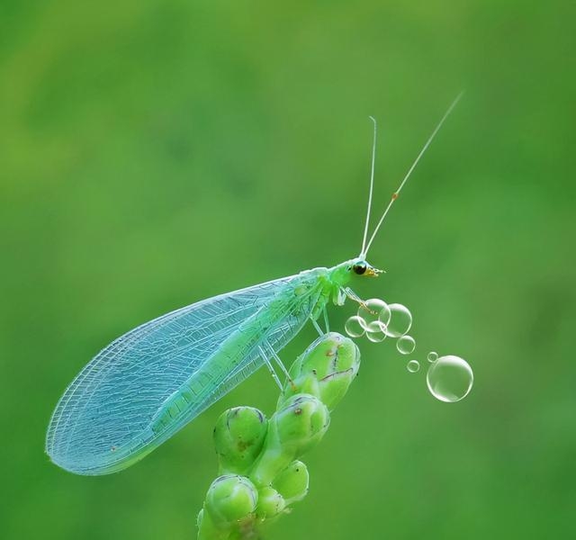 生活种有哪些益虫他们有什么本领（盘点对人类有益的10种昆虫）