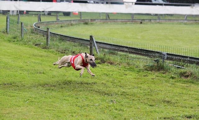 惠比特犬的优缺点有哪些（详细介绍惠比特犬附图片）