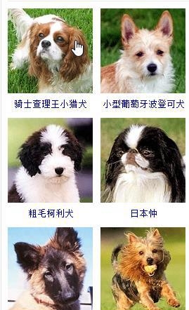 宠物狗的品种大全（盘点45种名犬可爱图片）