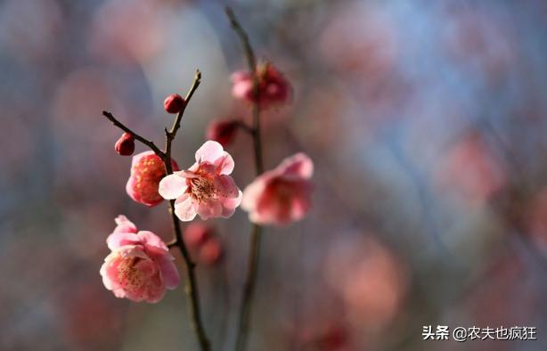 二十四节气春分是什么意思(春分寓意好不好)