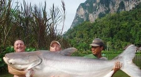 濒危动物照片和资料有哪些（地球上50个濒临灭绝的动物）