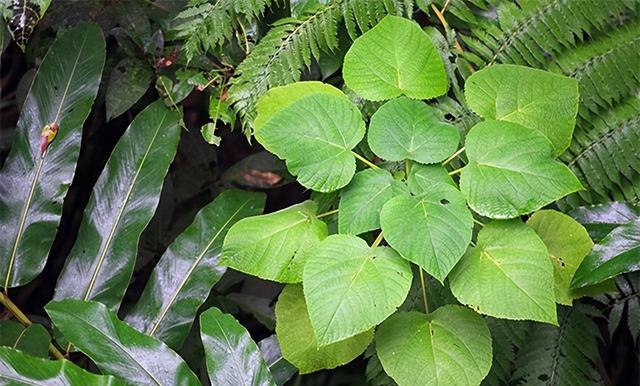 世界上最毒的植物图片（盘点生物界最毒的三种植物）