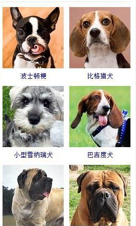 宠物狗的品种大全（盘点45种名犬可爱图片）