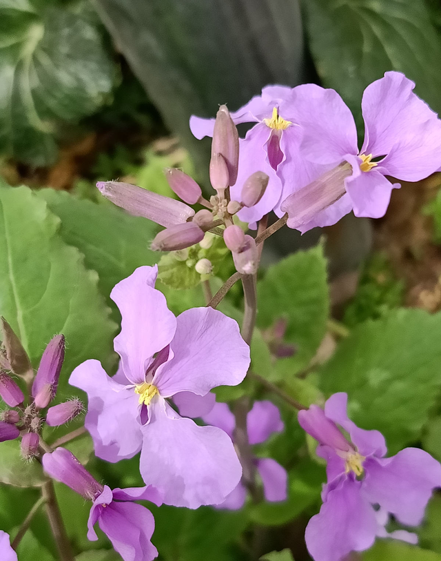 花种类大全名字及图片（80种常见植物图解）