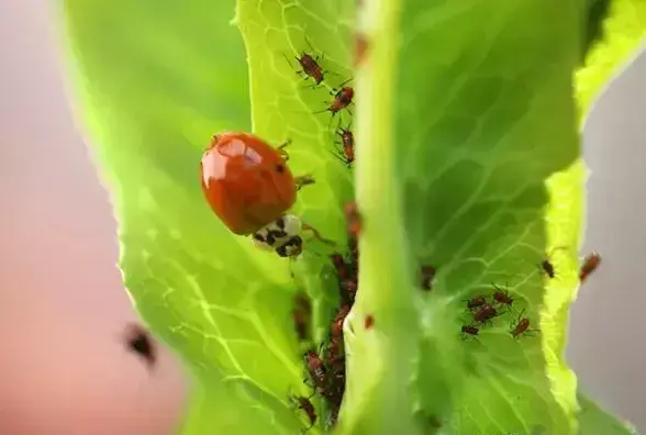 有哪些益虫是吃害虫的呢（田间益虫大盘点及图片）