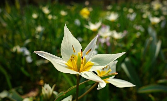 百合花图片有哪些呢（百合鲜花你见过多少）