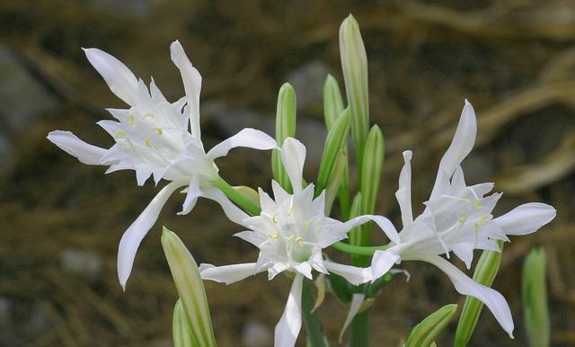 百合花图片有哪些呢（百合鲜花你见过多少）