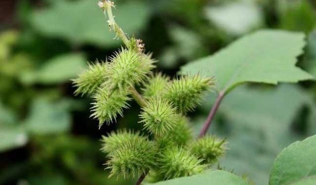 植物传播种子有哪些方法(关于植物传播的方法)