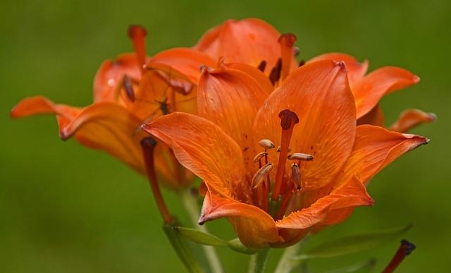 百合花图片有哪些呢（百合鲜花你见过多少）