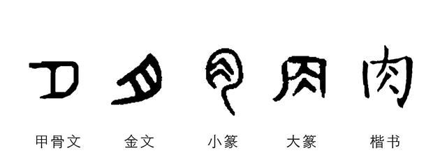 月字旁的字与什么有关（身体有关的字都有月字旁）