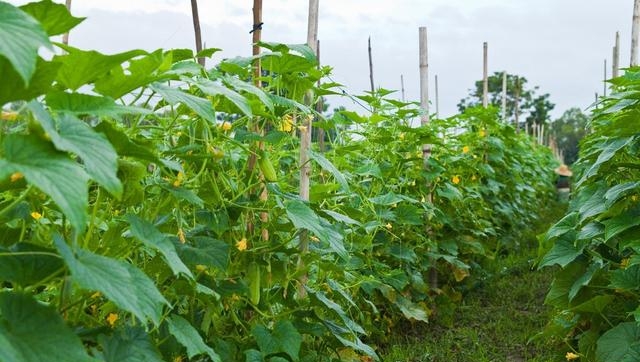 六月份种什么蔬菜好（六月份最适合种的4种蔬菜）