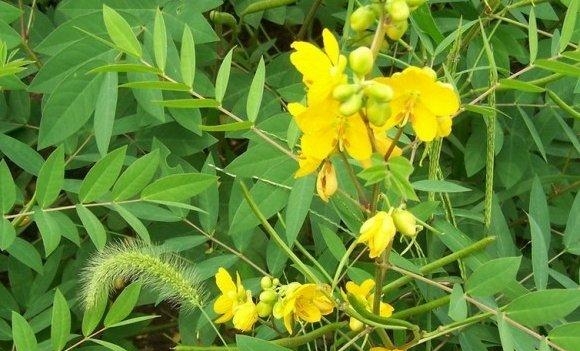 蛇最怕什麼樹的味道(農村常見的蛇滅門植物)