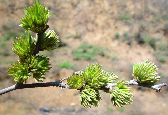 雄花的作用与功效介绍（分享杜仲雄花的4大价值）