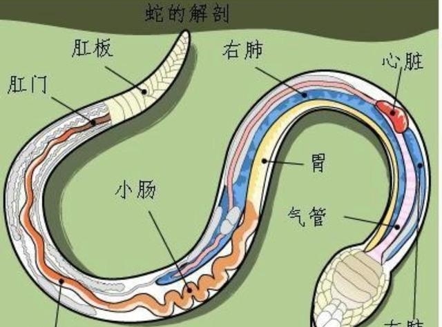 蛇的七寸是哪个部位（遇见蛇的注意事项）