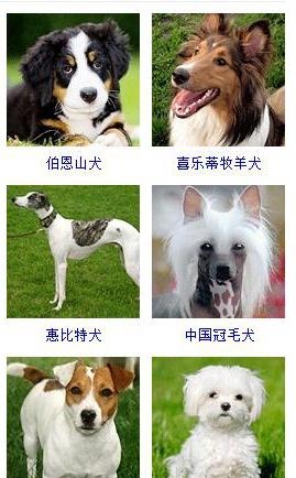 宠物狗的品种大全（盘点45种名犬可爱图片）