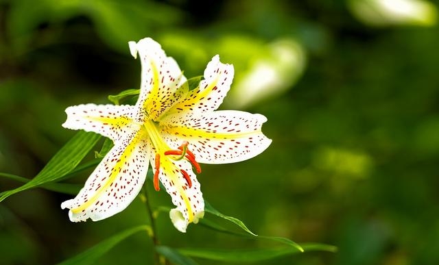 百合花图片有哪些呢（百合鲜花你见过多少）