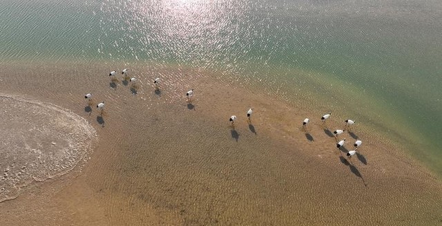 黄河入海口在哪个城市呢（鸟类国际机场唯美图片）