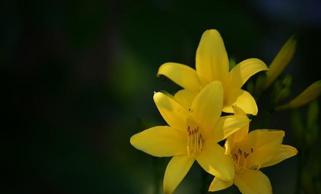 百合花图片有哪些呢（百合鲜花你见过多少）