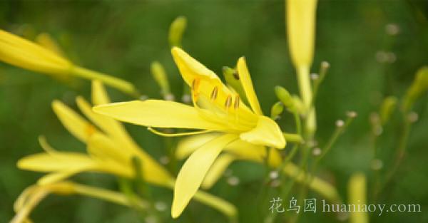 忘忧草实际上是什么菜(黄花菜为什么叫忘忧草)