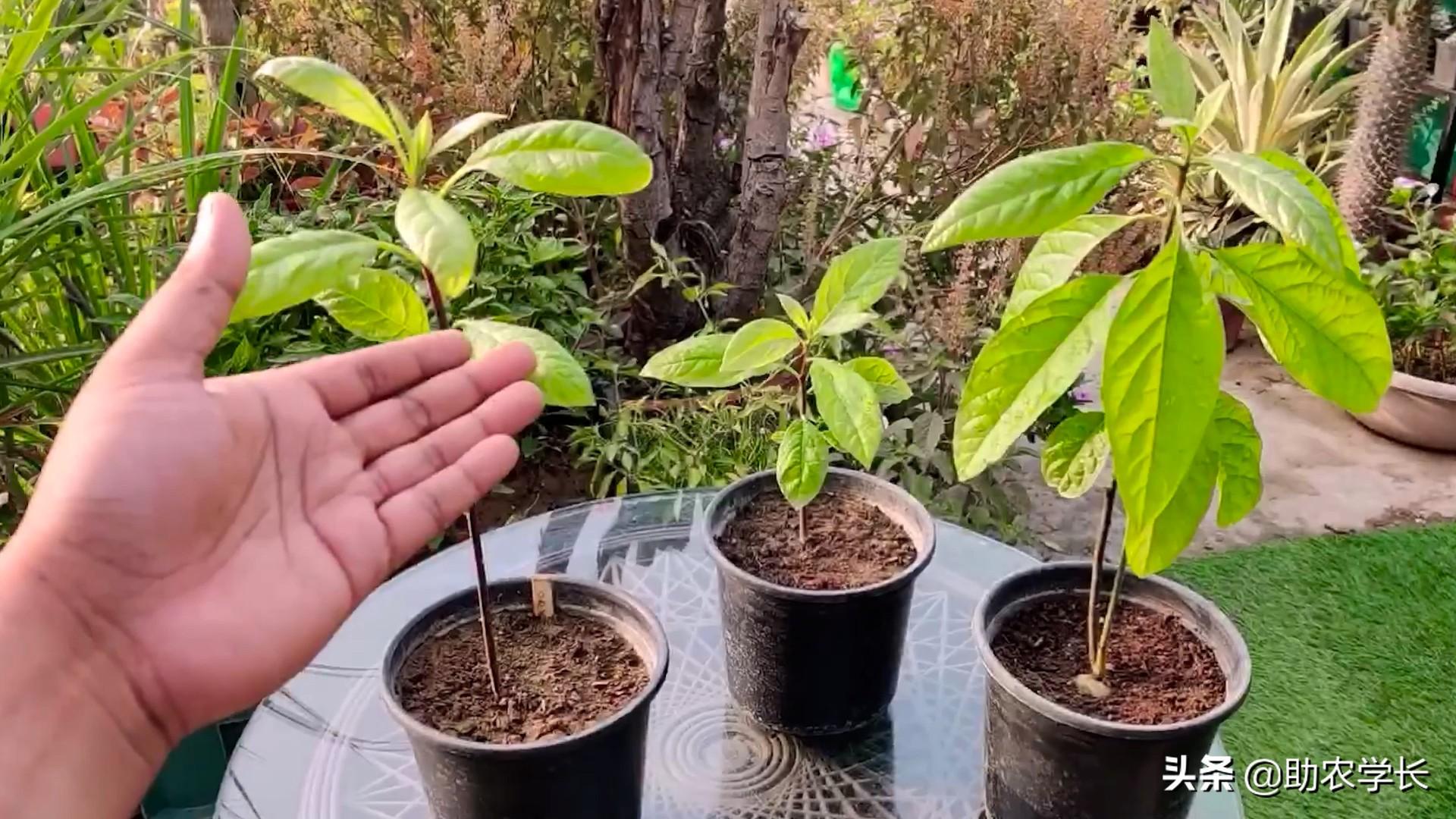 牛油果的核可以种植吗（牛油果核植小盆栽方法图解）