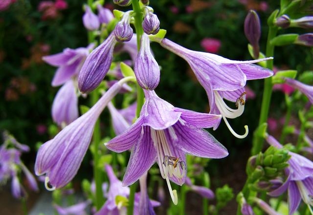 百合花图片有哪些呢（百合鲜花你见过多少）