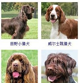 宠物狗的品种大全（盘点45种名犬可爱图片）