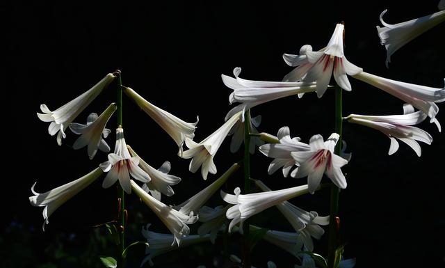 百合花图片有哪些呢（百合鲜花你见过多少）