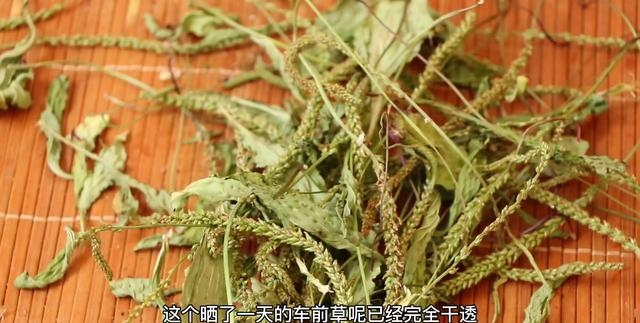 车前草茶制作方法是什么（分享车前草凉茶制作流程）