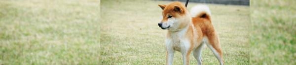 柴犬属于什么型犬（日本国产犬的7大类型）