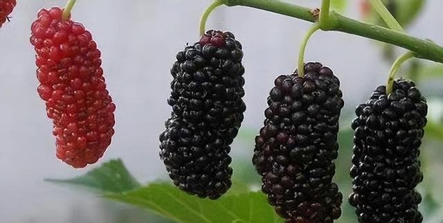 桑葚有什么作用和功效（分享一味抗癌中药）