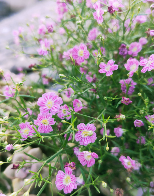 花种类大全名字及图片（80种常见植物图解）