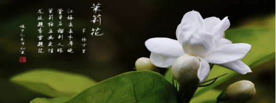 送茉莉花是什么意思啊（茉莉花的花语）