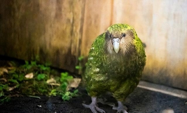 濒危动物排行榜前二十有哪些（全球20种濒危动物名单）