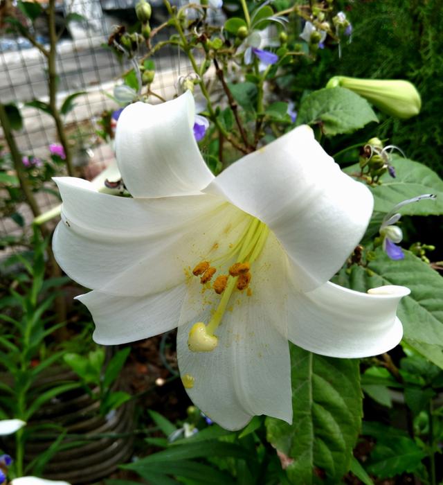 送老师什么花好呢(8种儒雅花适合送给老师)