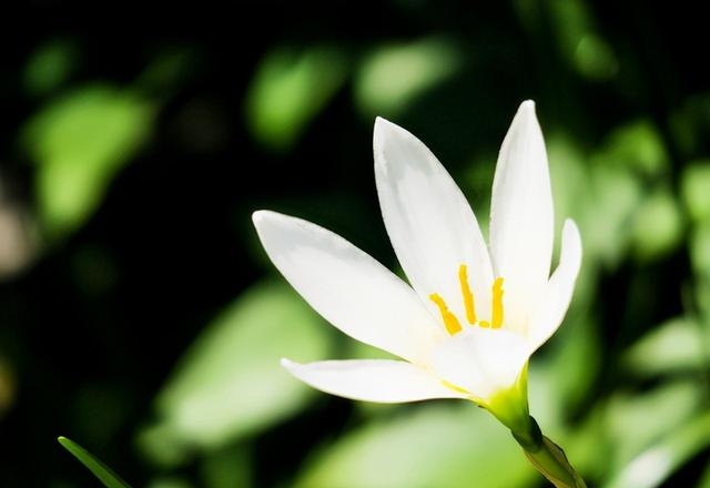 水仙花寓意及花语是什么象征（盘点五种水仙花的不同花语）