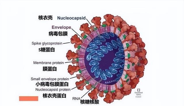 疫情开始时间至今几年（新冠很难被彻底消除的真正原因）