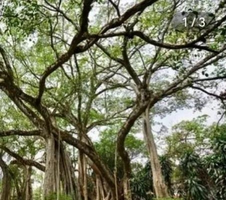 热带雨林的植物有哪些（热带雨林植物高清大图）