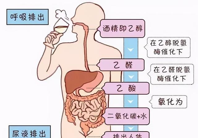 喝葡萄糖有什么功效与作用（为什么葡萄糖成为了醉酒者的首选）