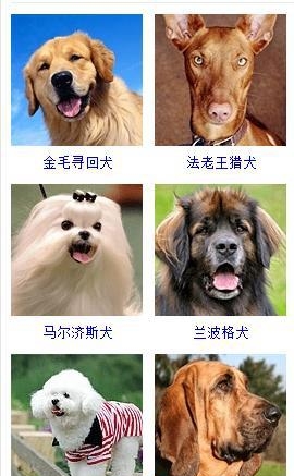 宠物狗的品种大全（盘点45种名犬可爱图片）