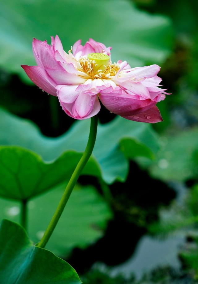 荷花图片大全高清壁纸（高清荷花摄影大赏）