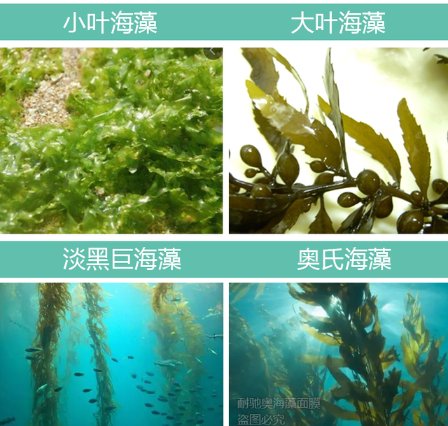 海藻面膜怎么样（5款海藻面膜的真实测评）