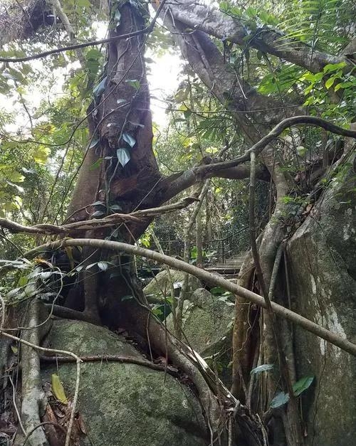 热带雨林的植物有哪些（热带雨林植物高清大图）