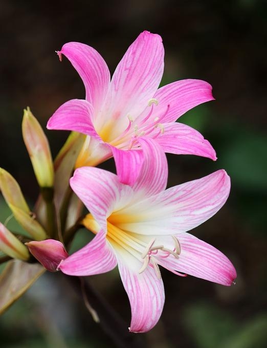 百合花图片有哪些呢（百合鲜花你见过多少）