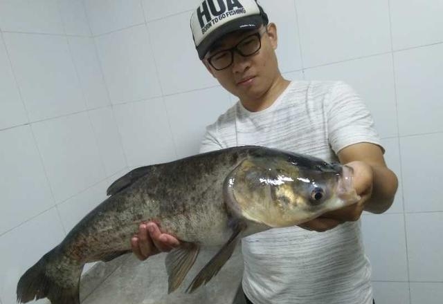 鲢鳙爱吃什么食物呢（垂钓鲢鳙的最佳方法）