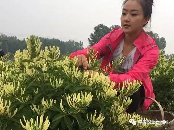 种植什么药材最赚钱收益快（推荐农村种植这4种药材）