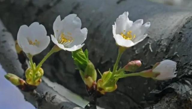 热带雨林的植物有哪些（热带雨林植物高清大图）